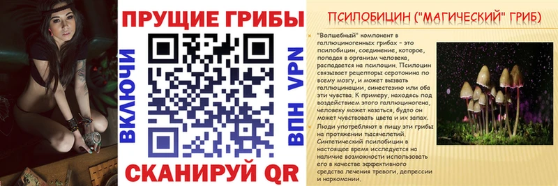 Галлюциногенные грибы Psilocybe  это официальный сайт  Гвардейск 